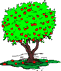 Apfelbaum-Gif