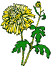 chrysantheme