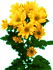 Chrysanthemen