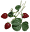 Erdbeeren