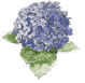 Hortensie