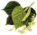 Lindenblüten
