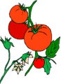 Tomaten