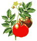 Tomaten