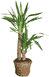 Yucca