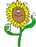 Sonnenblume-Gif