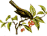 Kirschbaum mit Vogel